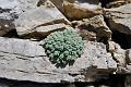 sedum dasyphyllum